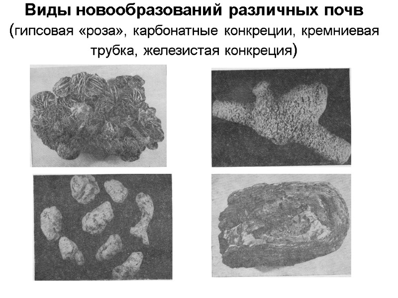 Виды новообразований различных почв (гипсовая «роза», карбонатные конкреции, кремниевая трубка, железистая конкреция)